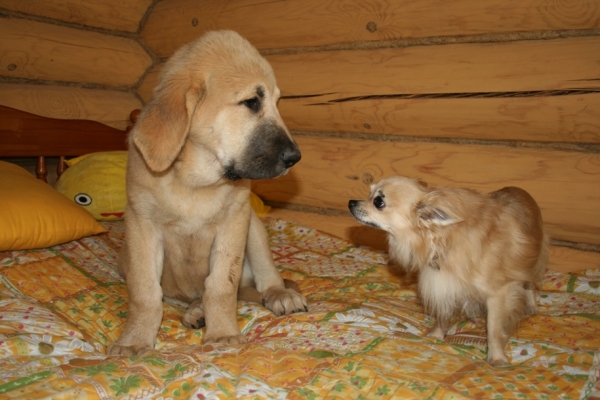 Aurora s Madridskogo with her Great friend
(Neron de Filandon x Komtesa Sofie Tornado Erben)
12.04.2008
Keywords: pet puppyrussia cortedemadrid