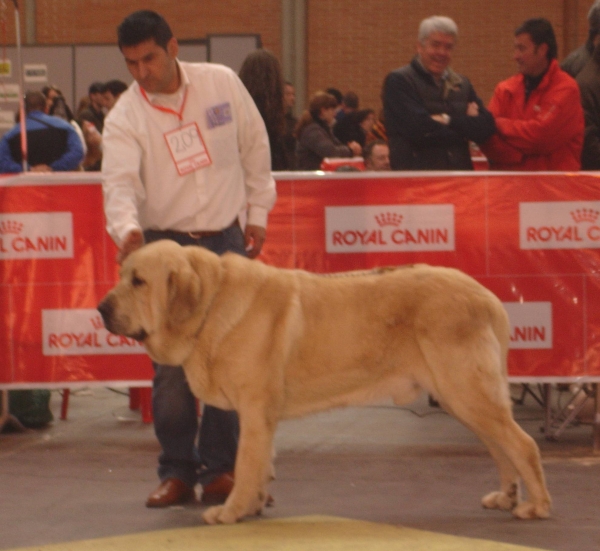 Baruc de Puerto Canencia - EXPOSICION INTERNACIONAL ZARAGOZA Febrero 2013 - EXC1º, CAC, CACIB y MEJOR DE RAZA (BOB)
(Ch. Morgan del Agostadero x Colada Montes Pravianos) 
Keywords: 2013 canencia baruc