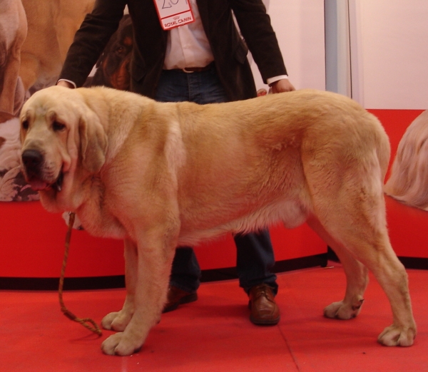 Baruc de Puerto Canencia EXPO INTERNACIONAL ZARAGOZA Febrero 2013 - EXC1º, CAC, CACIB, MEJOR DE RAZA (BOB)
(Ch. Morgan del Agostadero x Colada Montes Pravianos) 
Keywords: 2013 canencia baruc