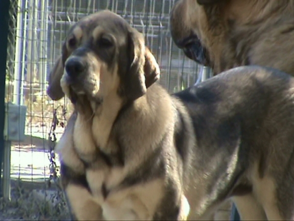 Bielsa del Viejo Paramo 
6 meses de edad, sus padres son:  Aragon del Viejo Paramo  x  Pizca de Valdejera
Keywords: leonvera