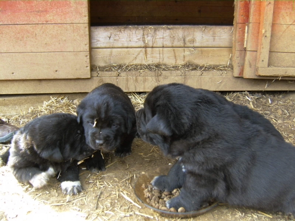 Cachorros de Trizia de Fuentemimbre X Blai de Cerro del Viento
Cachorros de Cerro del Viento con 3 semanas
Keywords: sabas