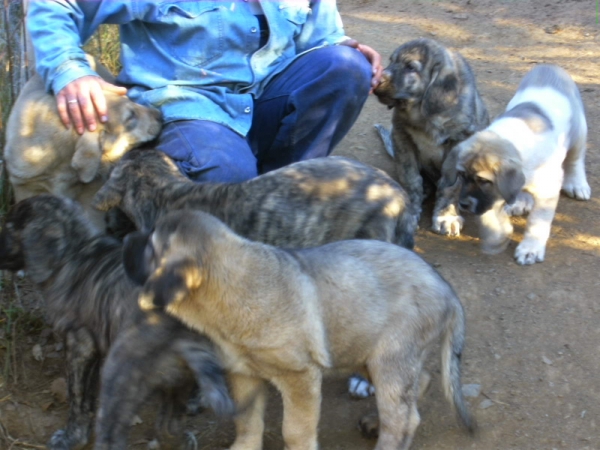 Cachorros de Loba y Gandalf de Cerro del Viento
Keywords: sabas Cerro del Viento Girona EspaÃ±a