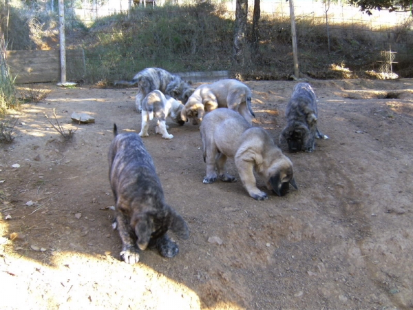 Cachorros de Loba y Gandalf de Cerro del Viento
Keywords: sabas Cerro del Viento Girona EspaÃ±a