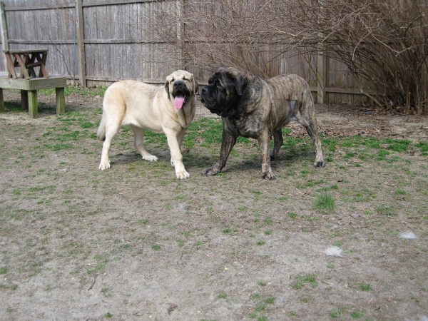 Fall Creek Diva- Tatyana at 7 months and 116.6 lbs
Brando and Tatyana  March 8 2012
Keywords: norma pacino tatyana deniro brando