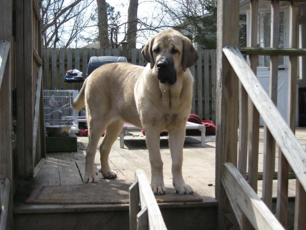 Fall Creek Diva- Tatyana at 7 months and 116.6 lbs
March 8, 2012
Keywords: norma pacino tatyana deniro brando