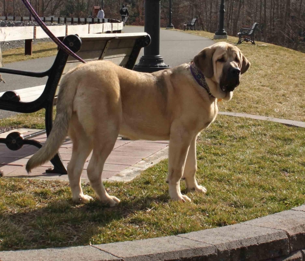 Fall Creek Diva- Tatyana at 7 months and 116.6 lbs
March 4 2012
Keywords: norma pacino tatyana deniro brando