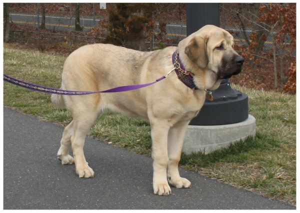 Fall Creek Diva- Tatyana at 7 months and 116.6 lbs 
March 4 2012
Keywords: norma pacino tatyana deniro brando