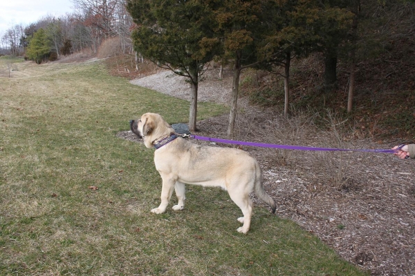 Fall Creek Diva- Tatyana at 7 months and 116.6 lbs
March 4 2012   Tatyana is out of Loganberry Tornado Erben  "Logan"  x  Rawa z Doliny Czarnej Wody "Delilah"
Keywords: norma pacino tatyana deniro brando