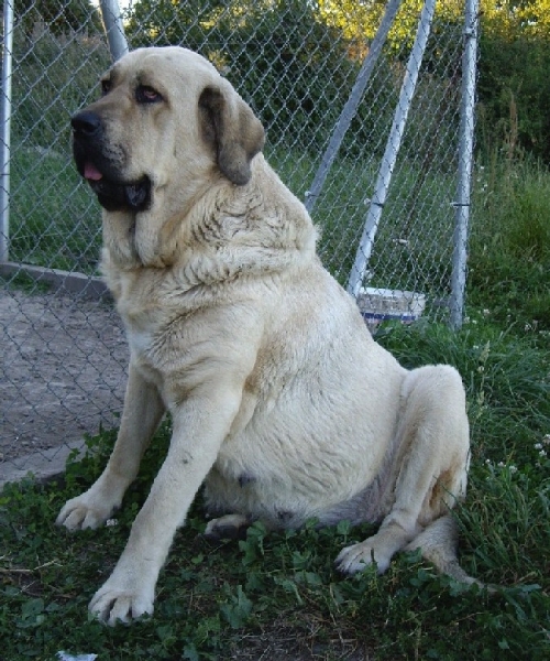 Babiana de Babia
Esta hembra esta esperando cachorros de Terry.
Keywords: molino