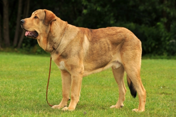 Barbaro de Buxionte 9 months 
(Surco de Fuentemimbre x Negrita de Buxionte)
