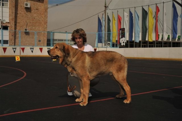 Barbaro de Buxionte - Puppy class males, The Cup of Pro Pac 2009, Noginsk, 07.06.09 
Keywords: 2009