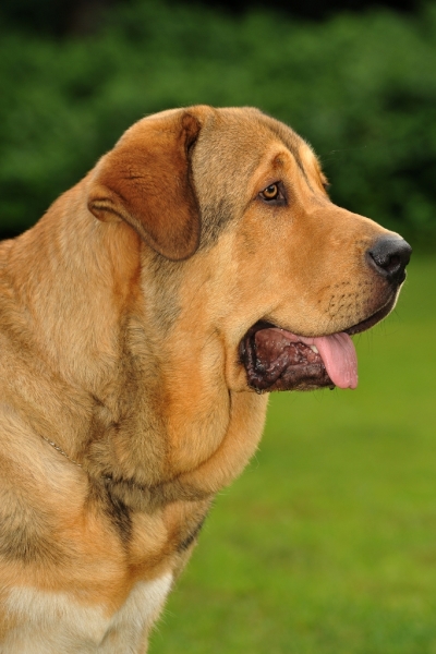 Barbaro de Buxionte 9 months 
(Surco de Fuentemimbre x Negrita de Buxionte)
Keywords: head portrait cabeza