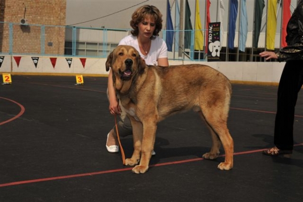 Barbaro de Buxionte - Puppy class males, The Cup of Pro Pac 2009, Noginsk, 07.06.09 
Keywords: 2009