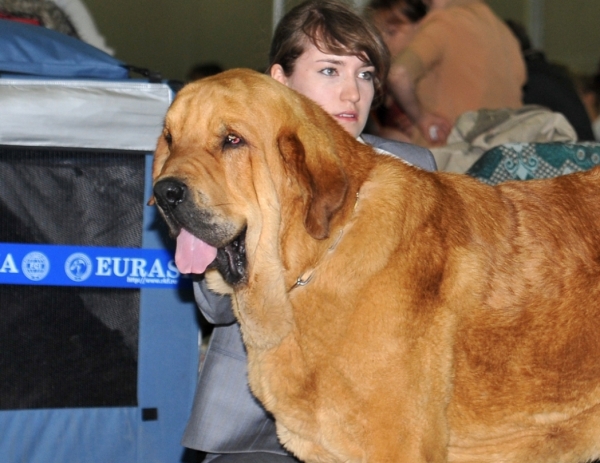 Barco s Madridsjogo Dvora 19 momths (Neron de Filandon x Hessi Mastibe)
Eurasia-1 2010
Intermediate class males - excellent 1, CAC
Keywords: kazakhstan