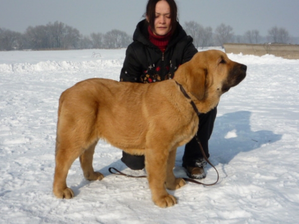 Barco s Madridskogo Dvora 5 months
Neron de Filandon x Hessi Mastibe
Born: 22.08.2008
Keywords: puppyrussia puppy cachorro kazakhstan