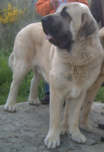 Bardo de la Salombra - 18 meses : Exc 1º intermedia machos. Nacional sábado Talavera de la Reina 2008
(Ch Sanson x Telma de Campollano) 
Born; 08.11.06 
Keywords: muxa Bardo Talavera 2008