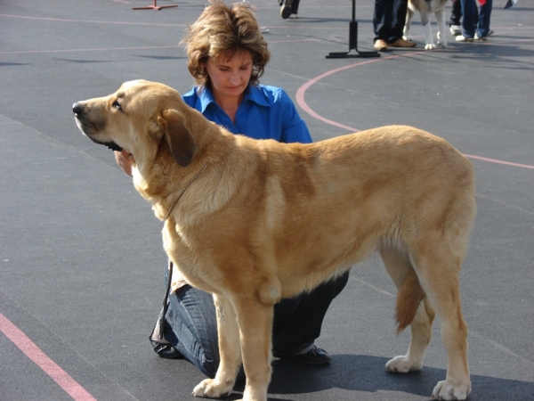 Anabel 17 months 
(Neron de Filandon x Kontesa Sofie Tornado Erben)
Keywords: gennady