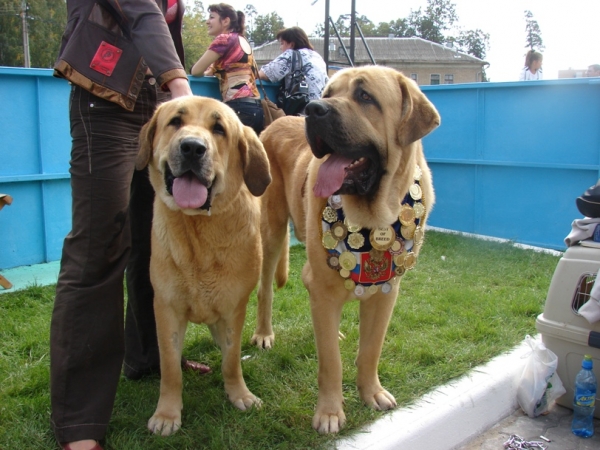 Anabel 17 months (Neron de Filandon x Kontesa Sofie Tornado Erben) and Tres de Bao La Madera 
Show in Noginsk 06.09.2009 THE CUP of the Mayor of Noginsk
Anabel - intermediate class, excellent 1, CAC, BOB
Keywords: gennady