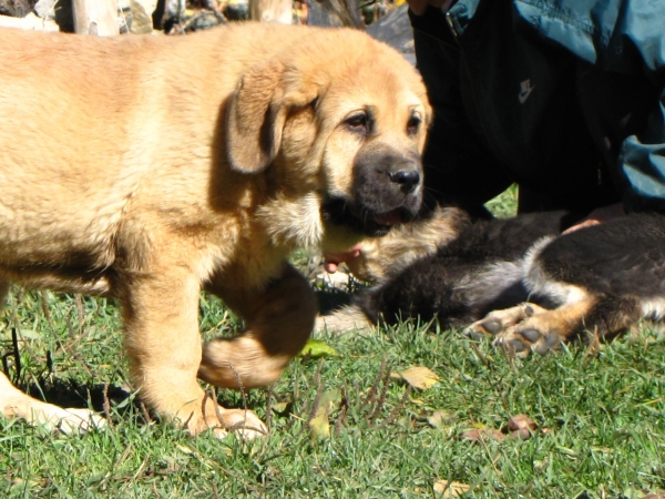 Bolt de Babia
Cachorro de 2 meses, hijo de Duka y Bod de Babia
Keywords: Babia Mastines de Babia