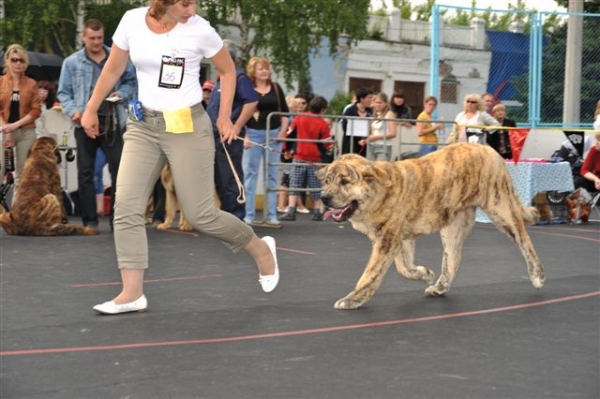 Bono s Madridskogo Dvora - Junior class males, The Cup of Pro Pac 2009, Noginsk, 07.06.09 
Keywords: 2009