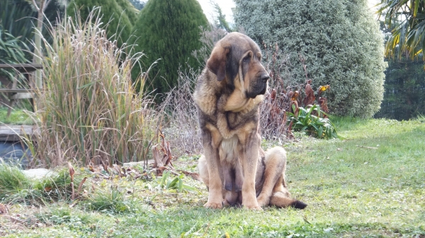 Boria (Madre Cachorros )
Keywords: puppyspain anaise