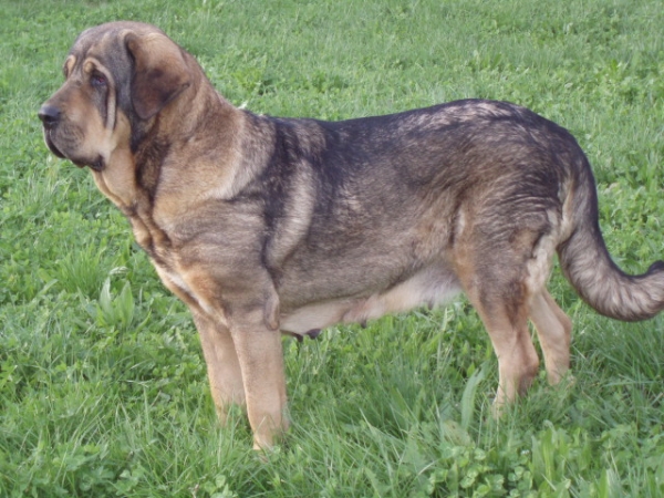 Boria ( Madre de los cachorros, 30/12/09 )
Keywords: anaise