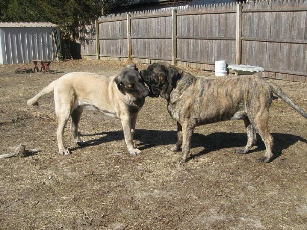 Brando and De Niro 2/25/09
"How many times do I have to tell you I don't have your toy !!!"  LOL :).
Keywords: pet norma pacino tatyana deniro brando