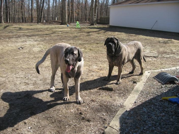 De Niro and Brando  2/25/09
Keywords: pet norma pacino tatyana deniro brando