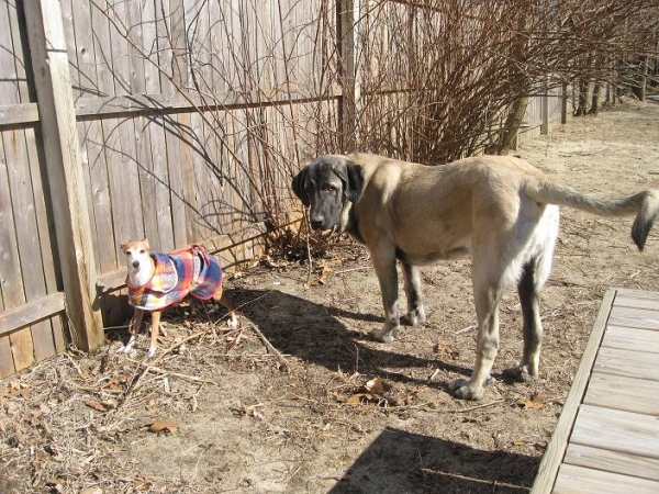 Natalia and De Niro  2/25/09
Keywords: pet norma pacino tatyana deniro brando