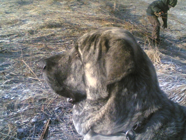 Brillo de Valdejera
Keywords: head portrait cabeza