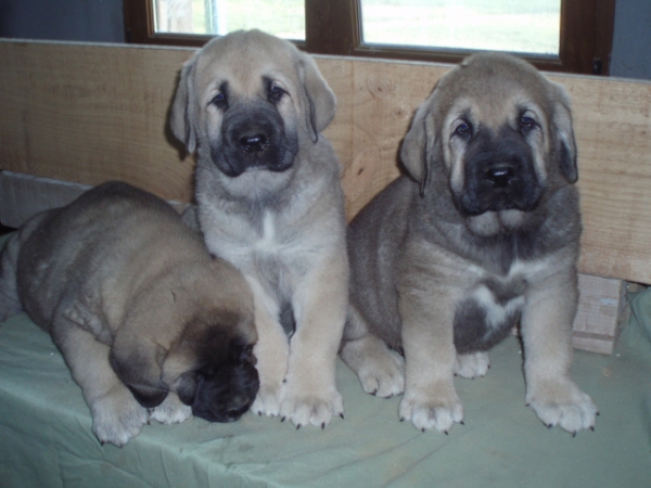 Bruja, Sara y Orio de Anaise
Keywords: anaise puppyspain puppy cachorro