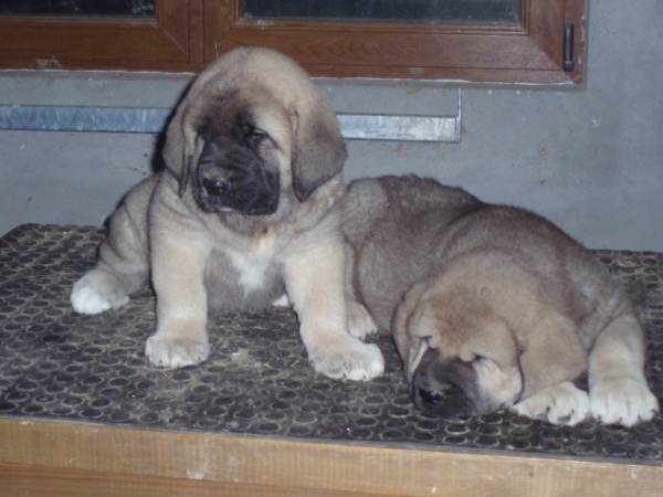 Bruja y Orio de Anaise 
Keywords: anaise puppyspain puppy cachorro