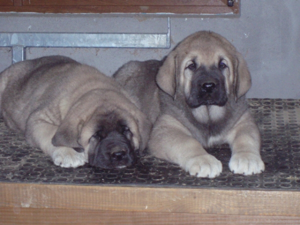 Bruja y Orio de Anaise 2
Keywords: anaise puppyspain puppy cachorro