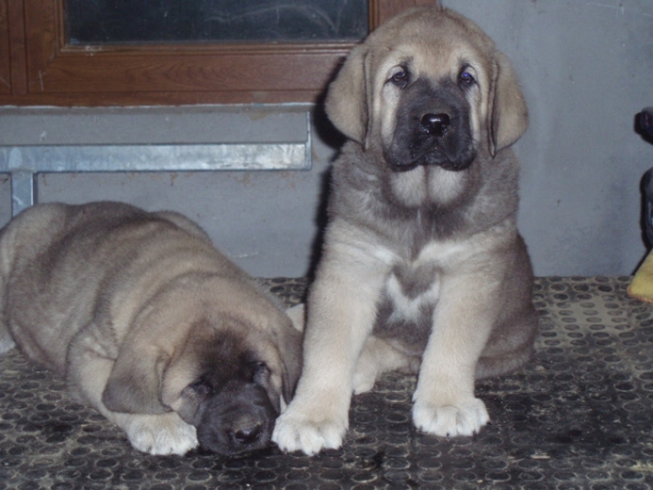 Bruja y Orio de Anaise 3
Keywords: anaise puppyspain puppy cachorro