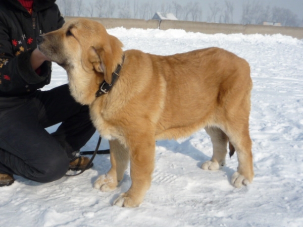 Brungilda s Madridskogo Dvora 5 months
(Neron de Filandon x Hessi Mastibe)
Born: 22.08.2008
Keywords: puppyrussia puppy cachorro kazakhstan