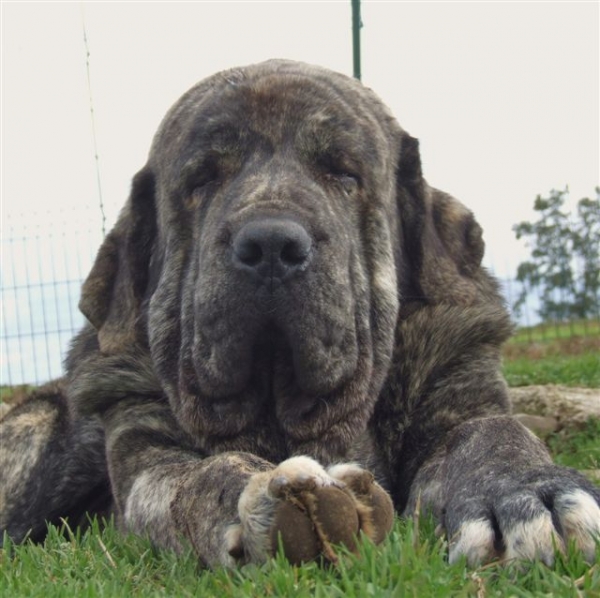 Remo de Buixonte
Remo, joven macho de dos años
Keywords: remo Duelos y Quebrantos