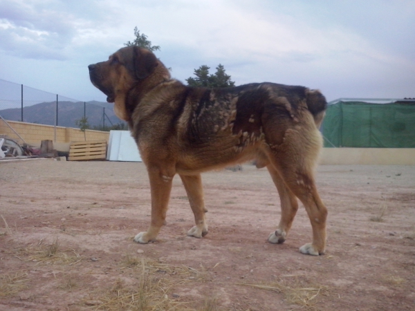 Apolo de Irelorma con 3 años
(Golfo de Arasanz x Vella de Irelorma)
Keywords: carrascoy