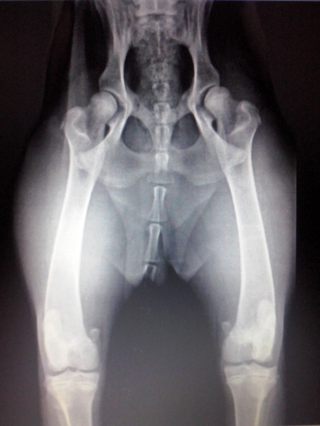 Radiografia de cadera provisional de Tresy de Carrascoy
Keywords: carrascoy