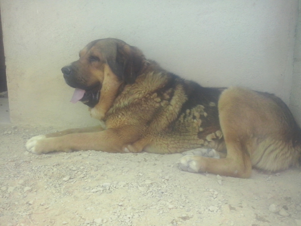 Apolo de Irelorma con 3 años
(Golfo de Arasanz x Vella de Irelorma)
Keywords: carrascoy