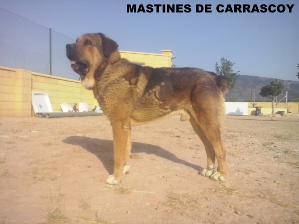 Apolo de Irelorma con 3 años
(Golfo de Arasanz x Vella de Irelorma)
Keywords: carrascoy