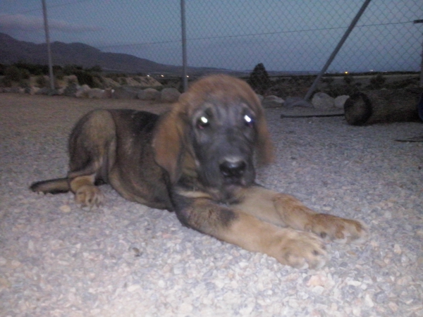 Brisa de Macicandu (Picaro x Loba)
Picaro de Albricias x Loba de Macicandu
Keywords: carrascoy