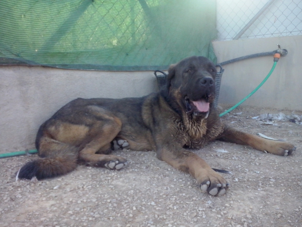 Omega de Picuxiana
(Drago de Picuxiana x Lidda de Abelgas) 
Este ejemplar es AA en fibrilinas y es libre de displasia de cadera y muerde en perfecta tijera.
Keywords: carrascoy