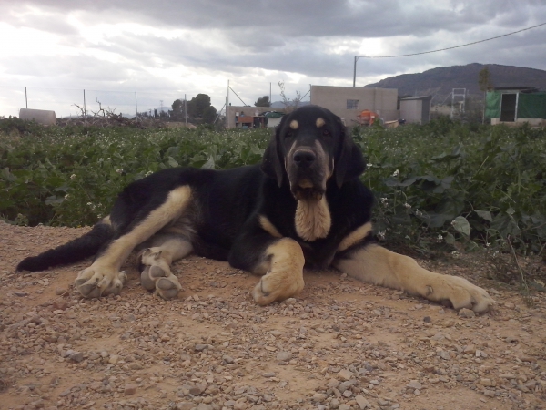 Trufa de Fuentes del Grajero (Melchor de Riolago x Jacarandosa de Trashumancia)
En su genealogia tiene a ejemplares como CH.Tango de Filandon,CH.Ulises de Babia,CH.Tea de Reciecho,Arroyo de Trashumancia,Rayas de los Zumbos,Zamarro de Buxionte,Trabanco de Trashumancia,Cobo de la Majada de los Robles etc
Keywords: carrascoy