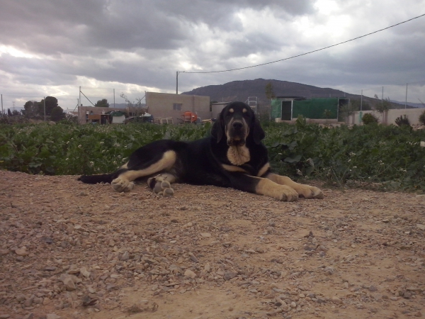 Trufa de Fuentes del Grajero (Melchor de Riolago x Jacarandosa de Trashumancia)
Trufa es nieta de CH.Tango de Filandon.
Keywords: carrascoy