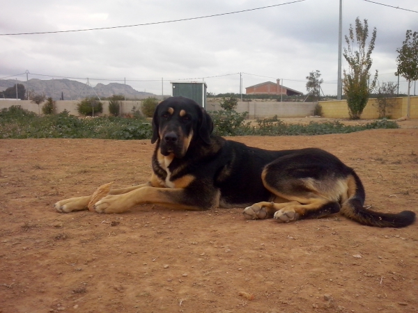 Calypsus del Mar Menor
(Titan de Babia x Daisy de Abelgas)
Keywords: carrascoy