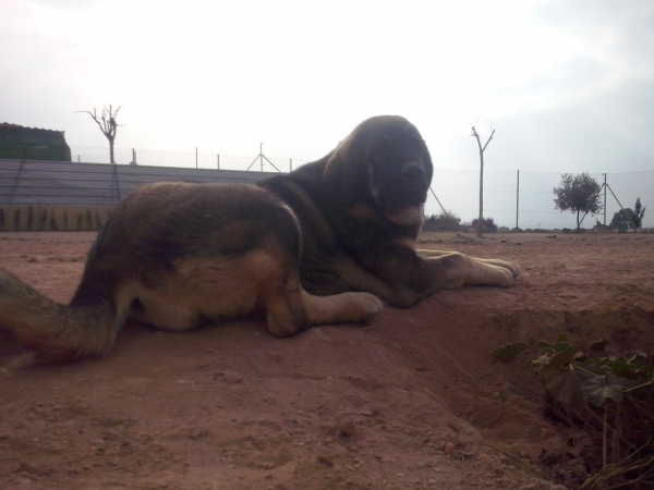 Brisa de Macicandu (Picaro de Albricias x Loba de Macicandu)
Keywords: carrascoy