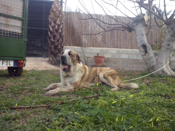 Nala de Carrascoy con 18 meses (Apolo de Irelorma x Tina de Carrascoy)
Keywords: carrascoy