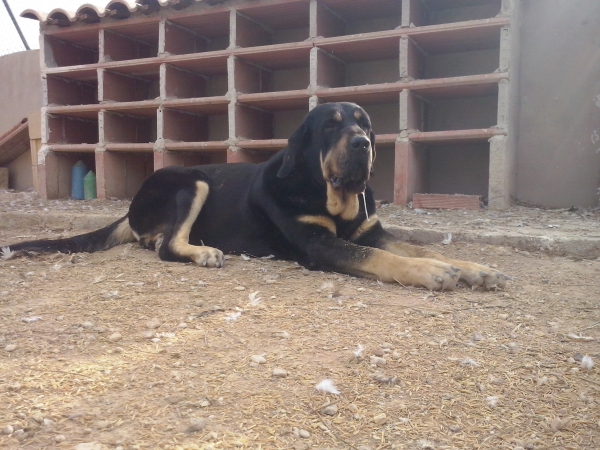 Niki de L"Ebre con 3 años (Enekon de Abelgas x Luna de Picuxiana)
Niki es AB en fibrilinas es libre A de displasia de cadera y muerde en tijera,tiene mucho caracter y un movimiento excelente.
Keywords: carrascoy