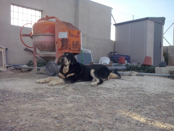 Trufa de Fuentes del Grajero (Melchor de Riolago x Jacarandosa de Trashumancia)
Keywords: carrascoy