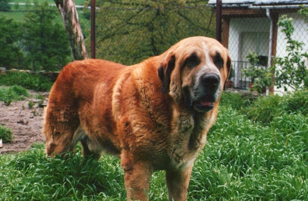 Caronte de las Cañadas
Gracias al criadero LAS CAÑADAS (Enrique Fernandez) por habernos cedido un perro tan maravilloso.
Keywords: tsasiana